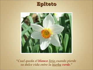 Epíteto




"Cual queda el blanco lirio cuando pierde
  su dulce vida entre la hierba verde."
 