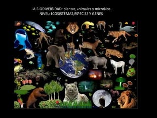 LA BIODIVERSIDAD: plantas, animales y microbios 
NIVEL: ECOSISTEMAS,ESPECIES Y GENES 
 