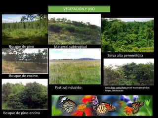VEGETACIÓN Y USO 
Selva baja caducifolia en el municipio de Los 
Reyes, Michoacán 
Matorral subtropical 
Pastizal inducido 
Bosque de pino 
Bosque de encino 
Bosque de pino-encino 
Selva alta perennifolia 
 
