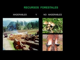 RECURSOS FORESTALES 
MADERABLES Y NO MADERABLES 
 