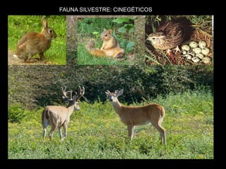 FAUNA SILVESTRE: CINEGÉTICOS 
 
