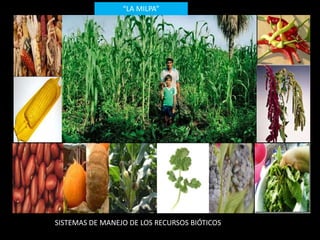 “LA MILPA” 
SISTEMAS DE MANEJO DE LOS RECURSOS BIÓTICOS 
 