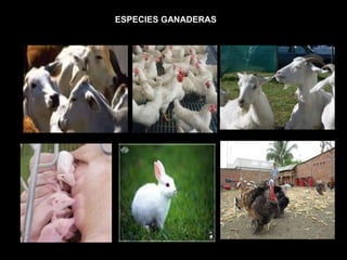 ESPECIES GANADERAS 
 