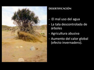 DESERTIFICACIÓN 
- El mal uso del agua 
- La tala descontrolada de 
árboles 
- Agricultura abusiva 
- Aumento del calor global 
(efecto invernadero). 
 