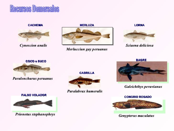 LOS RECURSOS PESQUEROS Y SU ORIENTACIÓN EN EL PERÚ LOS RECURSOS PESQUEROS Y SU ORIENTACIÓN EN EL PERÚ