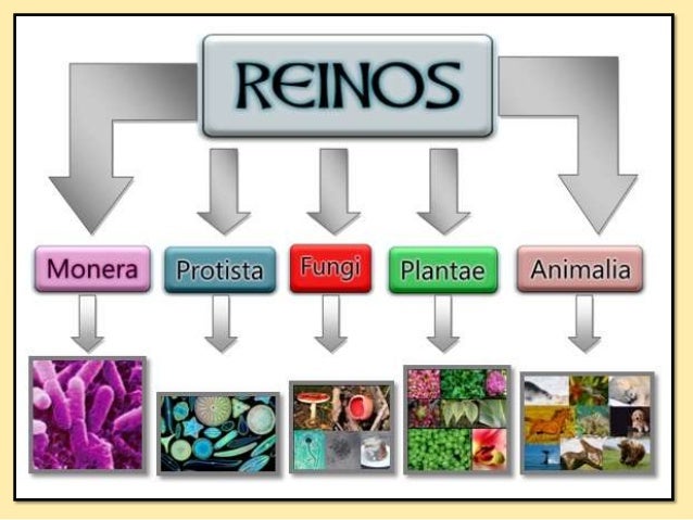 Los Reinos