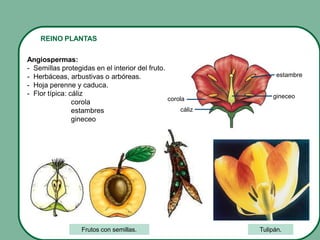 REINO PLANTAS
Angiospermas:
- Semillas protegidas en el interior del fruto.
- Herbáceas, arbustivas o arbóreas.
- Hoja perenne y caduca.
- Flor típica: cáliz
corola
estambres
gineceo
Tulipán.Frutos con semillas.
estambre
gineceo
cáliz
corola
 