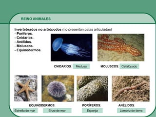 REINO ANIMALES
Invertebrados no artrópodos (no presentan patas articuladas)
- Poríferos.
- Cnidarios.
- Anélidos.
- Moluscos.
- Equinodermos.
Lombriz de tierraEsponjaErizo de marEstrella de mar
Medusa Cefalópodo
EQUINODERMOS: PORÍFEROS: ANÉLIDOS:
CNIDARIOS: MOLUSCOS:
 