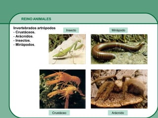 REINO ANIMALES
Invertebrados artrópodos
- Crustáceos.
- Arácnidos.
- Insectos.
- Miriápodos.
ArácnidoCrustáceo
MiriápodoInsecto
 