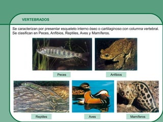 VERTEBRADOS
Se caracterizan por presentar esqueleto interno óseo o cartilaginoso con columna vertebral.
Se clasifican en Peces, Anfibios, Reptiles, Aves y Mamíferos.
Reptiles Aves
Peces Anfibios
Mamíferos
 