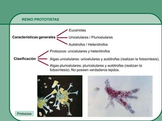 Características generales
REINO PROTOTISTAS
Eucariotas
Unicelulares / Pluricelulares
Autótrofos / Heterótrofos
Clasificación
Protozoos: unicelulares y heterótrofos
Algas unicelulares: unicelulares y autótrofas (realizan la fotosíntesis).
Algas pluricelulares: pluricelulares y autótrofas (realizan la
fotosíntesis). No poseen verdaderos tejidos.
Protozoos
 