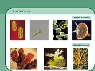 REINO PROTISTAS
Algas unicelulares
Algas pluricelulares
 