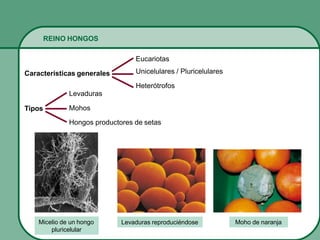 REINO HONGOS
Características generales
Eucariotas
Unicelulares / Pluricelulares
Heterótrofos
Tipos
Levaduras
Mohos
Hongos productores de setas
Micelio de un hongo
pluricelular
Levaduras reproduciéndose Moho de naranja
 