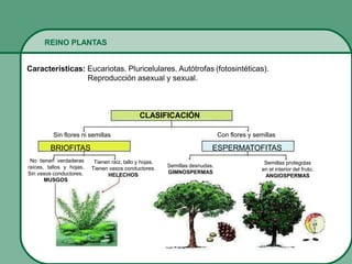 REINO PLANTAS
Características: Eucariotas. Pluricelulares. Autótrofas (fotosintéticas).
Reproducción asexual y sexual.
CLASIFICACIÓN
Sin flores ni semillas
BRIOFITAS
Con flores y semillas
ESPERMATOFITAS
No tienen verdaderas
raíces, tallos y hojas.
Sin vasos conductores.
MUSGOS
Tienen raíz, tallo y hojas.
Tienen vasos conductores.
HELECHOS
Semillas desnudas.
GIMNOSPERMAS
Semillas protegidas
en el interior del fruto.
ANGIOSPERMAS
 
