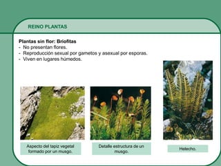 REINO PLANTAS
Plantas sin flor: Briofitas
- No presentan flores.
- Reproducción sexual por gametos y asexual por esporas.
- Viven en lugares húmedos.
Detalle estructura de un
musgo.
Helecho.
Aspecto del tapiz vegetal
formado por un musgo.
 