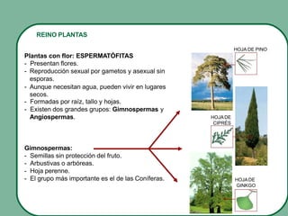 REINO PLANTAS
Plantas con flor: ESPERMATÓFITAS
- Presentan flores.
- Reproducción sexual por gametos y asexual sin
esporas.
- Aunque necesitan agua, pueden vivir en lugares
secos.
- Formadas por raíz, tallo y hojas.
- Existen dos grandes grupos: Gimnospermas y
Angiospermas.
Gimnospermas:
- Semillas sin protección del fruto.
- Arbustivas o arbóreas.
- Hoja perenne.
- El grupo más importante es el de las Coníferas.
HOJA DE PINO
HOJADE
CIPRÉS
HOJADE
GINKGO
 