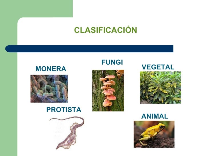 Resultado de imagen para reinos de la naturaleza