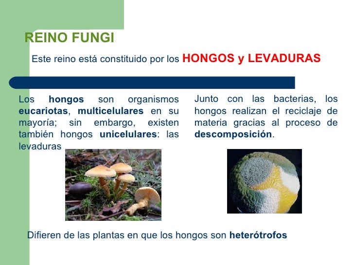 Los reinos de la naturaleza