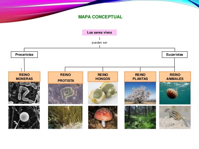 Los reinos de la naturaleza