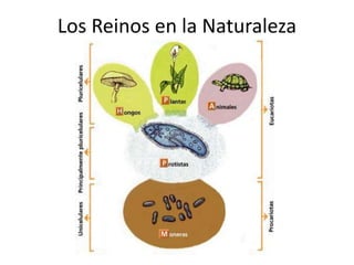 Los Reinos en la Naturaleza
 