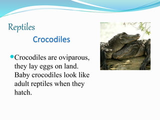 Reptiles
Crocodiles
Crocodiles are oviparous,
they lay eggs on land.
Baby crocodiles look like
adult reptiles when they
hatch.
 
