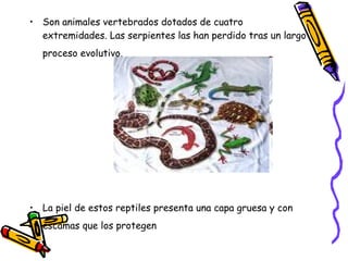 Son animales vertebrados dotados de cuatro extremidades. Las serpientes las han perdido tras un largo proceso evolutivo.   La piel de estos reptiles presenta una capa gruesa y con escamas que los protegen   