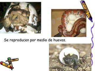 Se reproducen por medio de huevos.   