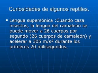 Curiosidades de algunos reptiles. Lengua supersónica :Cuando caza insectos, la lengua del camaleón se puede mover a 26 cuerpos por segundo (26 cuerpos de camaleón) y acelerar a 305 m/s² durante los primeros 20 milisegundos.  