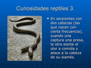 Curiosidades reptiles 3. En serpientes con dos cabezas (las que nacen con cierta frecuencia), cuando una captura una presa, la otra siente el olor a comida y ataca a la cabeza de su siamés.  