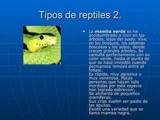 Tipos de reptiles 2. La  mamba verde  se ha acostumbrado a vivir en los árboles, lejos del suelo. Vive en los bosques, las sabanas boscosas y los sotos, donde crecen grandes árboles. Se camufla perfectamente con su color verde, hasta el punto de que se hace invisible cuando permanece inmóvil entre el follaje.  Es rápida, muy agresiva y muy venenosa. Pocas personas que hayan sido mordidas por esta especie han logrado sobrevivir.  Se alimenta de pequeños mamíferos.  Sus crías suelen ser pasto de las águilas.  Existe una variedad que se llama mamba negra.  