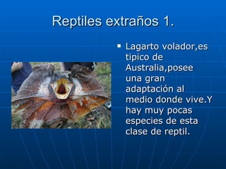 Reptiles extraños 1. Lagarto volador,es tipico de Australia,posee una gran adaptación al medio donde vive.Y hay muy pocas especies de esta clase de reptil. 
