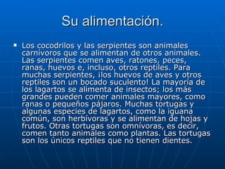 Su alimentación. Los cocodrilos y las serpientes son animales carnívoros que se alimentan de otros animales. Las serpientes comen aves, ratones, peces, ranas, huevos e, incluso, otros reptiles. Para muchas serpientes, ¡los huevos de aves y otros reptiles son un bocado suculento! La mayoría de los lagartos se alimenta de insectos; los más grandes pueden comer animales mayores, como ranas o pequeños pájaros. Muchas tortugas y algunas especies de lagartos, como la iguana común, son herbívoras y se alimentan de hojas y frutos. Otras tortugas son omnívoras, es decir, comen tanto animales como plantas. Las tortugas son los únicos reptiles que no tienen dientes. 