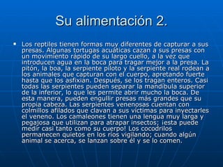 Su alimentación 2. Los reptiles tienen formas muy diferentes de capturar a sus presas. Algunas tortugas acuáticas cazan a sus presas con un movimiento rápido de su largo cuello, a la vez que introducen agua en la boca para tragar mejor a la presa. La pitón, la boa, la serpiente piloto y la serpiente real rodean a los animales que capturan con el cuerpo, apretando fuerte hasta que los asfixian. Después, se los tragan enteros. Casi todas las serpientes pueden separar la mandíbula superior de la inferior, lo que les permite abrir mucho la boca. De esta manera, pueden engullir presas más grandes que su propia cabeza. Las serpientes venenosas cuentan con colmillos afilados que clavan a sus víctimas para inyectarles el veneno. Los camaleones tienen una lengua muy larga y pegajosa que utilizan para atrapar insectos; ¡esta puede medir casi tanto como su cuerpo! Los cocodrilos permanecen quietos en los ríos vigilando; cuando algún animal se acerca, se lanzan sobre él y se lo comen.  