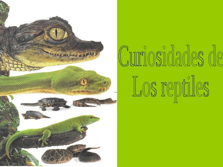 Curiosidades de los reptiles