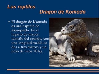 Los reptiles  Dragon de Komodo ,[object Object]
