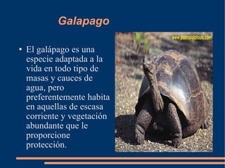 Galapago El galápago es una especie adaptada a la vida en todo tipo de masas y cauces de agua, pero preferentemente habita en aquellas de escasa corriente y vegetación abundante que le proporcione protección. 