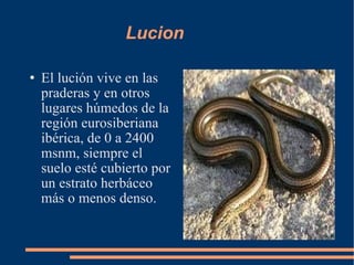 Lucion El lución vive en las praderas y en otros lugares húmedos de la región eurosiberiana ibérica, de 0 a 2400 msnm, siempre el suelo esté cubierto por un estrato herbáceo más o menos denso. 