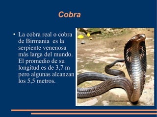 Cobra La cobra real o cobra de Birmania  es la serpiente venenosa más larga del mundo. El promedio de su longitud es de 3,7 m pero algunas alcanzan los 5,5 metros.  