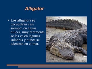 Alligator Los alligators se encuentran casi siempre en aguas dulces, muy raramente se les ve en lagunas salobres y nunca se adentran en el mar. 