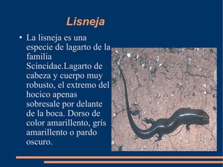 Lisneja La lisneja es una especie de lagarto de la familia Scincidae.Lagarto de cabeza y cuerpo muy robusto, el extremo del hocico apenas sobresale por delante de la boca. Dorso de color amarillento, grís amarillento o pardo oscuro. 