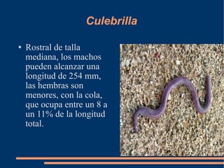 Culebrilla Rostral de talla mediana, los machos pueden alcanzar una longitud de 254 mm, las hembras son menores, con la cola, que ocupa entre un 8 a un 11% de la longitud total. 