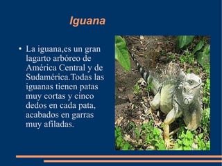 Iguana La iguana,es un gran lagarto arbóreo de América Central y de Sudamérica.Todas las iguanas tienen patas muy cortas y cinco dedos en cada pata, acabados en garras muy afiladas. 