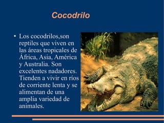 Cocodrilo Los cocodrilos,son reptiles que viven en las áreas tropicales de África, Asia, América y Australia. Son excelentes nadadores. Tienden a vivir en ríos de corriente lenta y se alimentan de una amplia variedad de animales. 