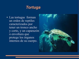 Tortuga Las tortugas  forman un orden de reptiles caracterizados por tener un tronco ancho y corto, y un caparazón o envoltura que protege los órganos internos de su cuerpo. 
