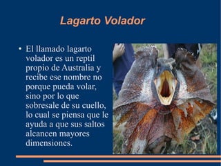 Lagarto Volador El llamado lagarto volador es un reptil propio de Australia y recibe ese nombre no porque pueda volar, sino por lo que sobresale de su cuello, lo cual se piensa que le ayuda a que sus saltos alcancen mayores dimensiones. 