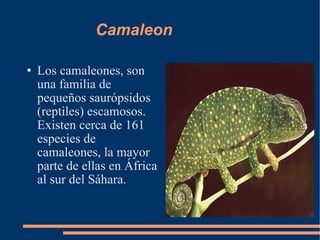 Camaleon  Los camaleones, son una familia de pequeños saurópsidos (reptiles) escamosos. Existen cerca de 161 especies de camaleones, la mayor parte de ellas en África al sur del Sáhara.  
