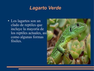 Lagarto Verde  Los lagartos son un clado de reptiles que incluye la mayoría de los reptiles actuales, así como algunas formas fósiles.  