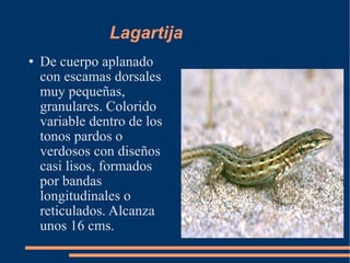 Lagartija De cuerpo aplanado con escamas dorsales muy pequeñas, granulares. Colorido variable dentro de los tonos pardos o verdosos con diseños casi lisos, formados por bandas longitudinales o reticulados. Alcanza unos 16 cms. 
