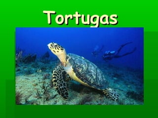 Tortugas
 