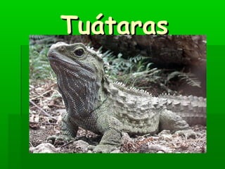 Tuátaras
 